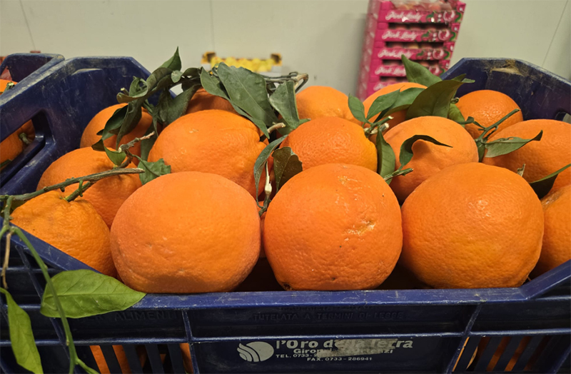 Arance Navel - Sicilia - 2 euro al chilogrammo